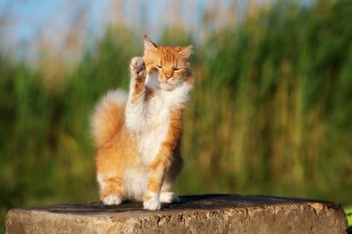 Waving Kitten